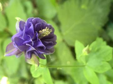 Fotografia da espécie Aquilegia vulgaris subesp. vulgaris