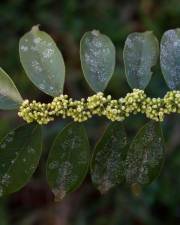 Fotografia da espécie Casearia sylvestris