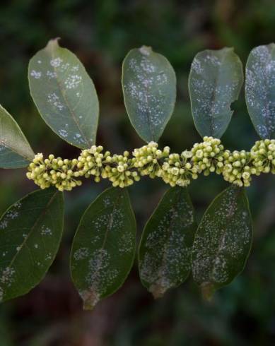 Fotografia de capa Casearia sylvestris - do Jardim Botânico