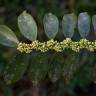 Fotografia 1 da espécie Casearia sylvestris do Jardim Botânico UTAD