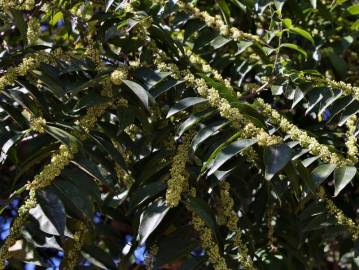 Fotografia da espécie Casearia sylvestris