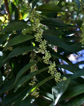 Fotografia 3 da espécie Casearia sylvestris no Jardim Botânico UTAD