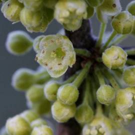 Fotografia da espécie Casearia sylvestris