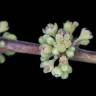 Fotografia 6 da espécie Casearia sylvestris do Jardim Botânico UTAD