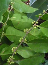 Fotografia da espécie Casearia sylvestris