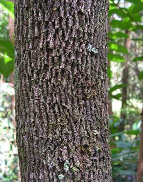 Fotografia 9 da espécie Casearia sylvestris no Jardim Botânico UTAD