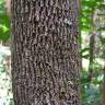 Fotografia 9 da espécie Casearia sylvestris do Jardim Botânico UTAD