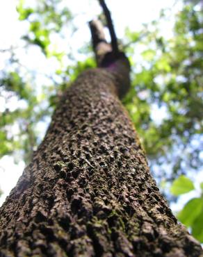 Fotografia 10 da espécie Casearia sylvestris no Jardim Botânico UTAD