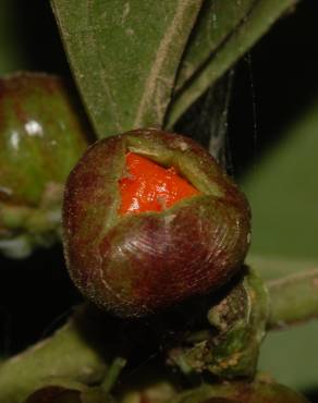 Fotografia 11 da espécie Casearia sylvestris no Jardim Botânico UTAD