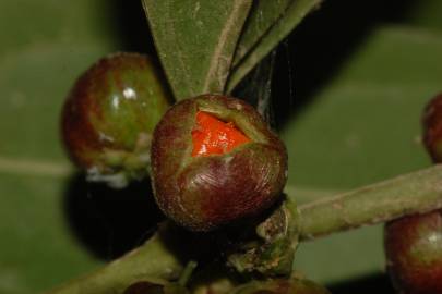 Fotografia da espécie Casearia sylvestris