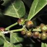 Fotografia 12 da espécie Casearia sylvestris do Jardim Botânico UTAD