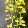 Fotografia 11 da espécie Sinapis arvensis do Jardim Botânico UTAD