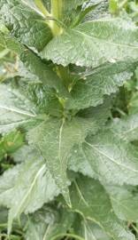 Fotografia da espécie Verbascum virgatum