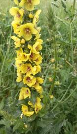 Fotografia da espécie Verbascum virgatum