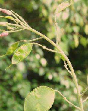Fotografia 10 da espécie Lunaria annua subesp. annua no Jardim Botânico UTAD