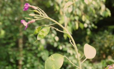 Fotografia da espécie Lunaria annua subesp. annua