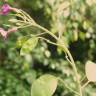 Fotografia 10 da espécie Lunaria annua subesp. annua do Jardim Botânico UTAD