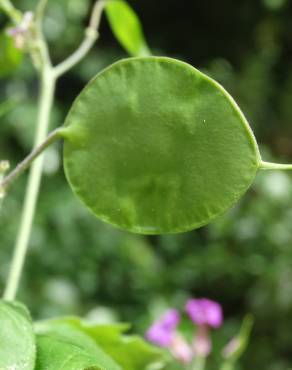 Fotografia 11 da espécie Lunaria annua subesp. annua no Jardim Botânico UTAD