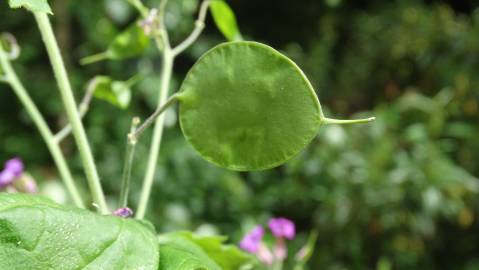 Fotografia da espécie Lunaria annua subesp. annua