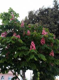 Fotografia da espécie Aesculus x carnea