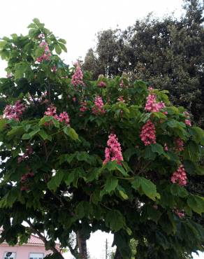 Fotografia 14 da espécie Aesculus x carnea no Jardim Botânico UTAD