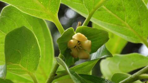 Fotografia da espécie Diospyros kaki