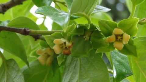 Fotografia da espécie Diospyros kaki