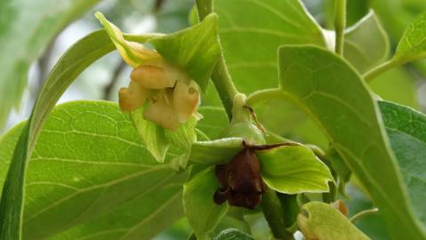 Fotografia da espécie Diospyros kaki
