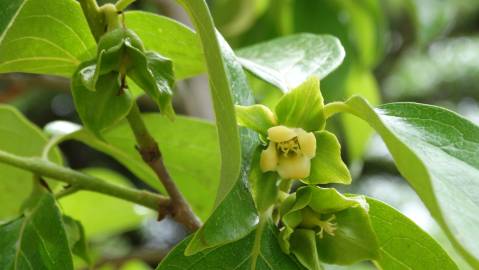 Fotografia da espécie Diospyros kaki