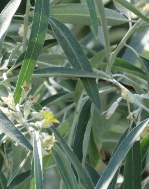 Fotografia 15 da espécie Elaeagnus angustifolia no Jardim Botânico UTAD