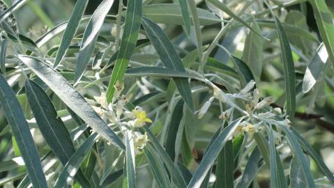 Fotografia da espécie Elaeagnus angustifolia