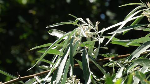 Fotografia da espécie Elaeagnus angustifolia