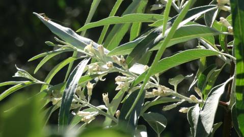 Fotografia da espécie Elaeagnus angustifolia