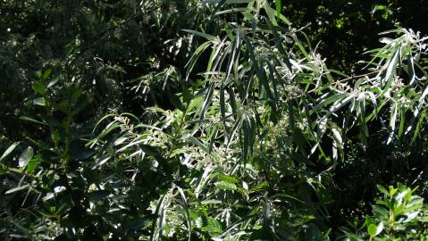 Fotografia da espécie Elaeagnus angustifolia