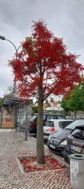 Fotografia da espécie Brachychiton acerifolius