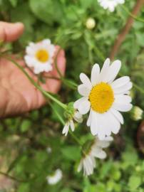 Fotografia da espécie Leucanthemum vulgare