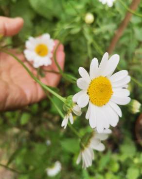 Fotografia 16 da espécie Leucanthemum vulgare no Jardim Botânico UTAD