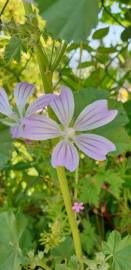Fotografia da espécie Malva sylvestris