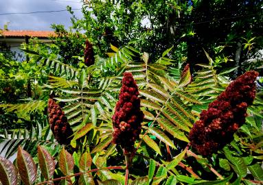 Fotografia da espécie Rhus typhina