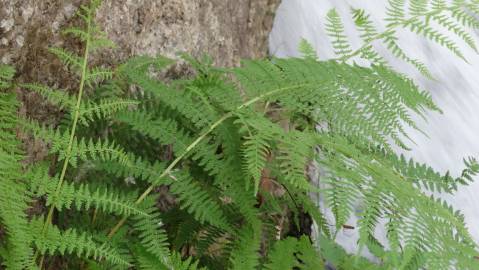 Fotografia da espécie Dryopteris filix-mas