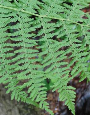 Fotografia 14 da espécie Dryopteris filix-mas no Jardim Botânico UTAD