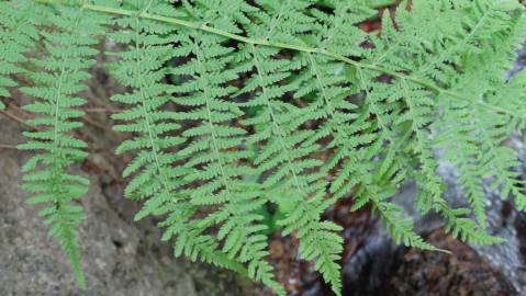 Fotografia da espécie Dryopteris filix-mas