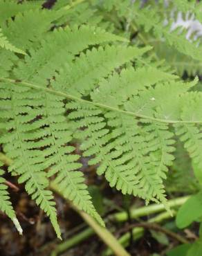 Fotografia 15 da espécie Dryopteris filix-mas no Jardim Botânico UTAD