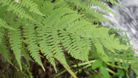 Fotografia da espécie Dryopteris filix-mas