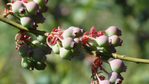 Fotografia da espécie Vaccinium corymbosum