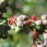 Fotografia 18 da espécie Vaccinium corymbosum do Jardim Botânico UTAD