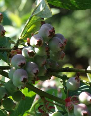 Fotografia 19 da espécie Vaccinium corymbosum no Jardim Botânico UTAD