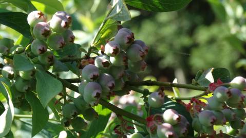 Fotografia da espécie Vaccinium corymbosum