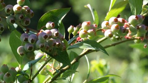 Fotografia da espécie Vaccinium corymbosum