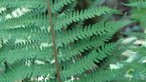 Fotografia da espécie Polystichum setiferum